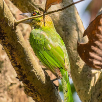 Green-eared Barbet